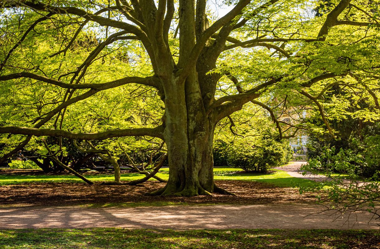 Ett stort träd i en park med en väg som slingrar sig ut