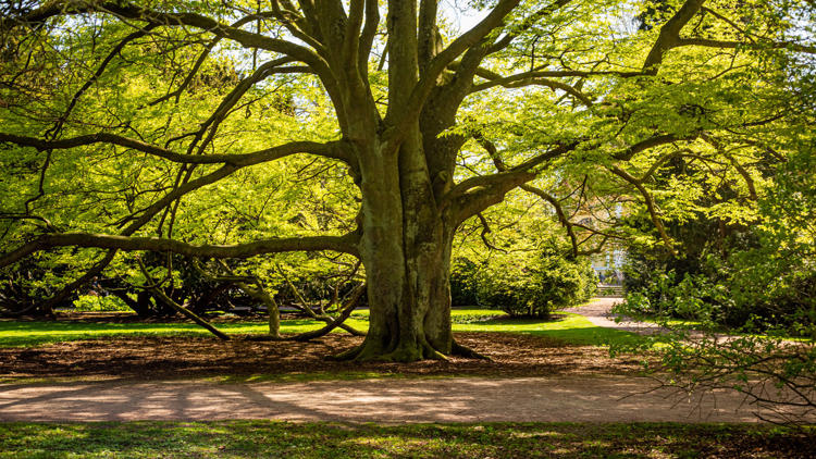 Ett stort träd i en park med en väg som slingrar sig ut
